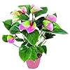 Anthurium Pink Green Flower Seeds for Planting – Heirloom, Non-GMO, High Germination Organic Garden Seeds