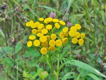 Flower Seeds, Seeds,Seeds For Planting,Plant Seeds