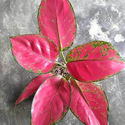Aglaonema Mosaic Seeds for Planting – Colorful Display, Heirloom, Non-GMO, High Germination Organic Garden Seeds