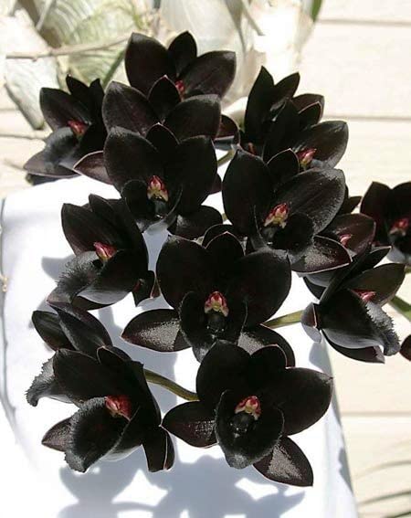 Samen Orchidee Flower Seeds for Planting – Heirloom Non-GMO, High Germination Organic Garden Seeds