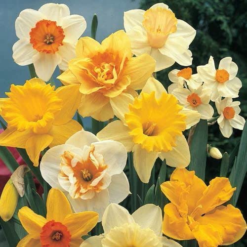 Mixed Colour Double Daffodil Flower Seeds for Planting – Heirloom, Non-GMO, High Germination Seeds
