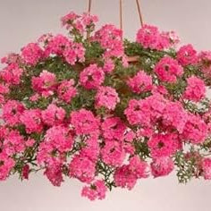 Flower Seeds, Seeds,Seeds For Planting,Plant Seeds