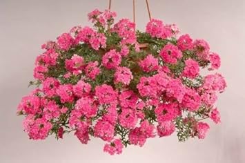Flower Seeds, Seeds,Seeds For Planting,Plant Seeds