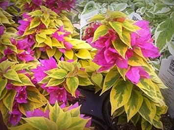 Flower Seeds, Seeds,Seeds For Planting,Plant Seeds