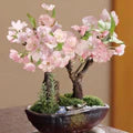 Pink Bonsai Flower Seeds for Planting – Heirloom, Non-GMO, High Germination Organic Garden Seeds