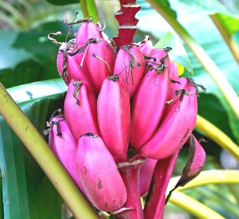 Fruit Seeds,Garden seeds, Seeds For Planting,Plant Seeds