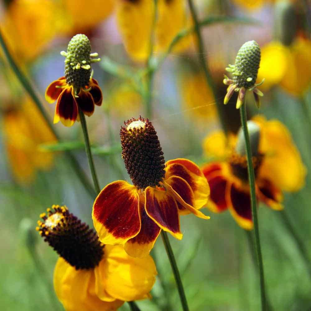 Ratibida Flower Seeds – Heirloom Non-GMO Organic Garden Seeds for Planting – Long Bloom Season &amp; High Germination