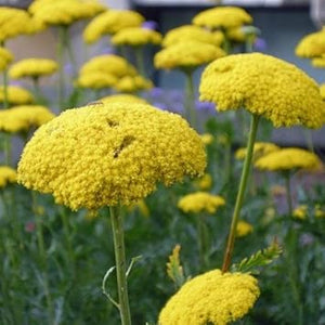 Flower Seeds, Seeds,Seeds For Planting,Plant Seeds