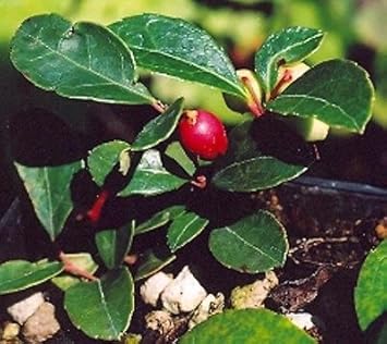 Red Gaultheria Flower Seeds for Planting – Hardy Evergreen Shrub, Fragrant Blooms & Berries