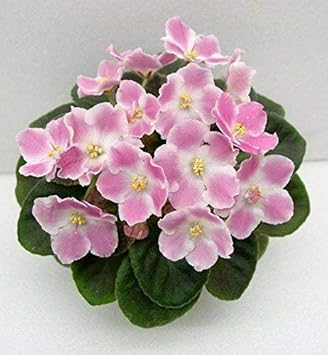 Flower Seeds, Seeds,Seeds For Planting,Plant Seeds