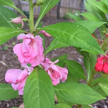 Flower Seeds, Seeds,Seeds For Planting,Plant Seeds