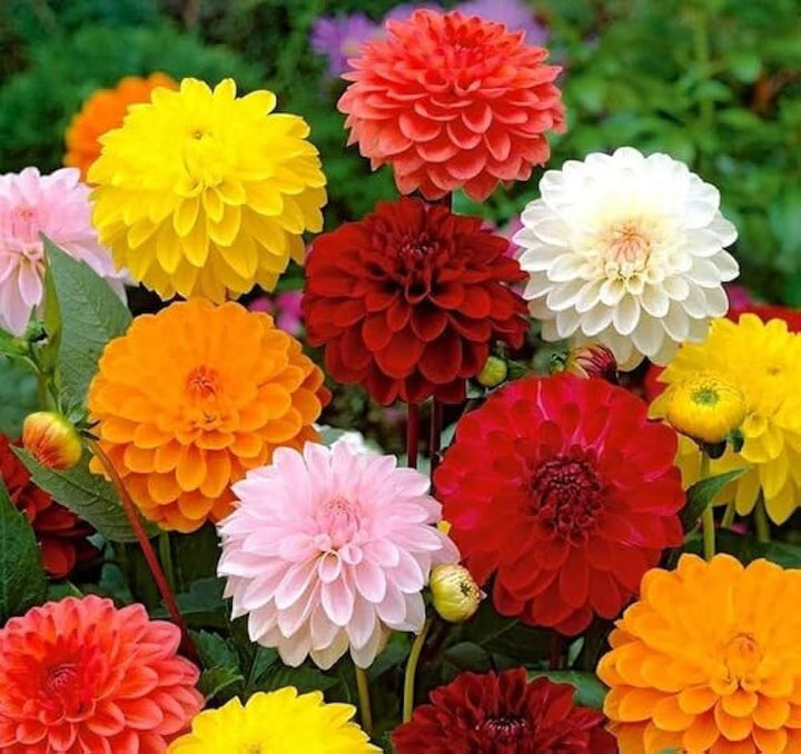 Mix Dahlia Fantasy Flower Seeds for Planting – Heirloom Non-GMO, High Germination Organic Garden Seeds