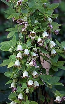 Flower Seeds, Seeds,Seeds For Planting,Plant Seeds