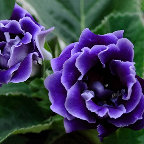 Dark Purple Blue Gloxinia Flower Seeds for Planting - Heirloom, Non-GMO, Organic Garden Seeds for Home Garden