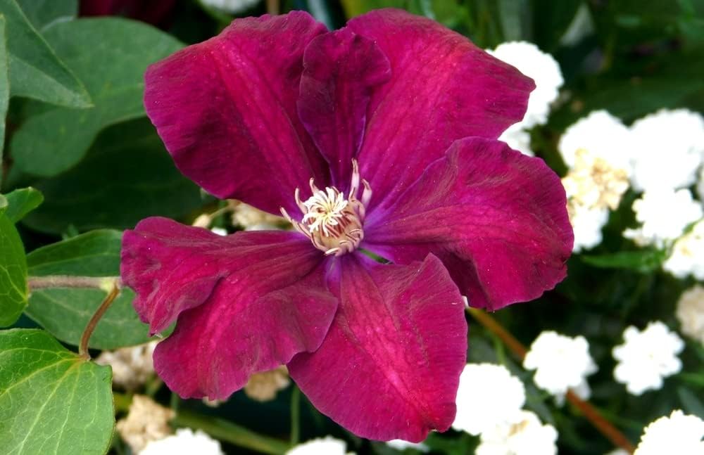 Flower Seeds, Seeds,Seeds For Planting,Plant Seeds