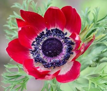 Flower Seeds, Seeds,Seeds For Planting,Plant Seeds