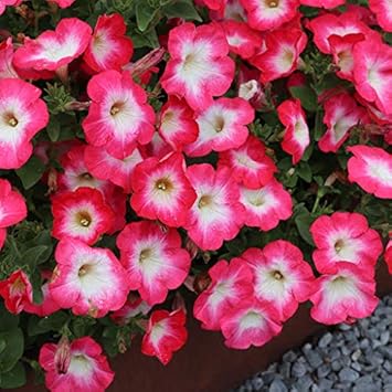 Flower Seeds, Seeds,Seeds For Planting,Plant Seeds