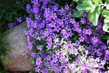 Flower Seeds, Seeds,Seeds For Planting,Plant Seeds