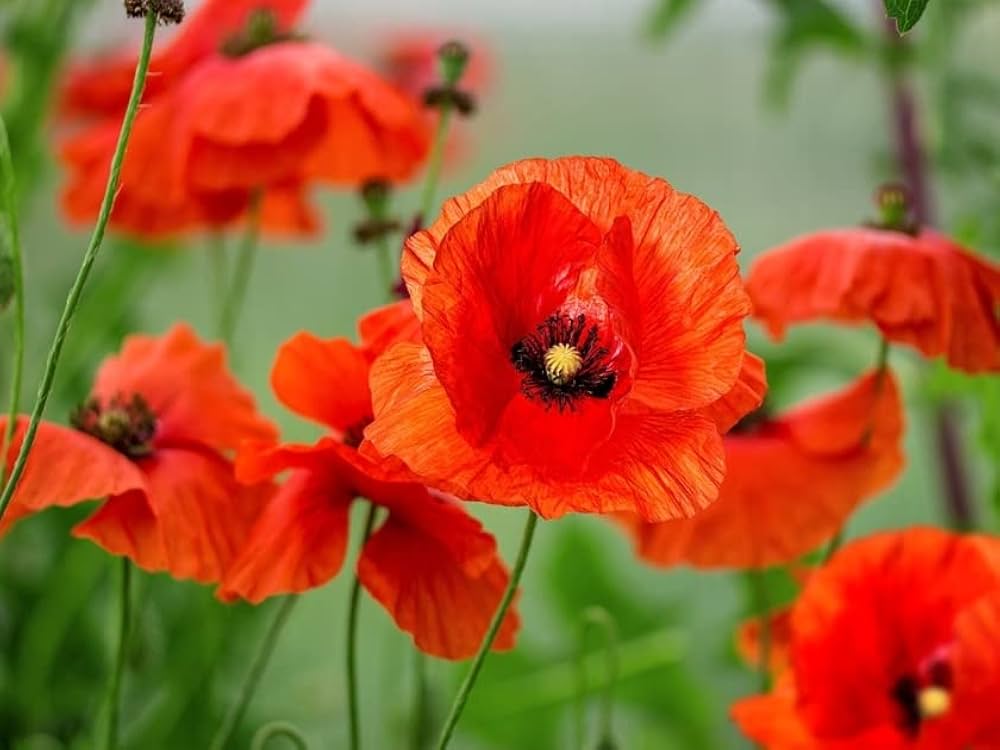 Red Eschscholtzia Flower Seeds for Planting - Heirloom, Non-GMO, High Germination Organic Garden Seeds