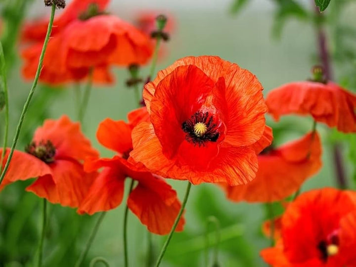 Red Eschscholtzia Flower Seeds for Planting - Heirloom, Non-GMO, High Germination Organic Garden Seeds