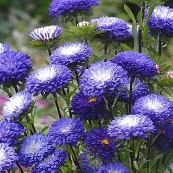 Flower Seeds, Seeds,Seeds For Planting,Plant Seeds