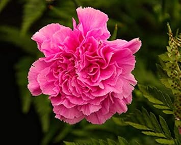 Flower Seeds, Seeds,Seeds For Planting,Plant Seeds