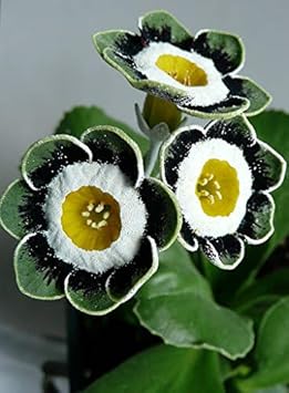 Flower Seeds, Seeds,Seeds For Planting,Plant Seeds