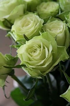 Flower Seeds, Seeds,Seeds For Planting,Plant Seeds