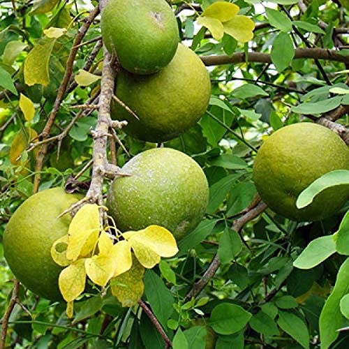 Aegle Marmelos fruit seeds for planting - Heirloom & Non-GMO Garden seeds