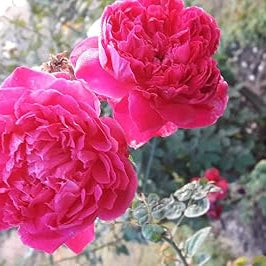 Flower Seeds, Seeds,Seeds For Planting,Plant Seeds
