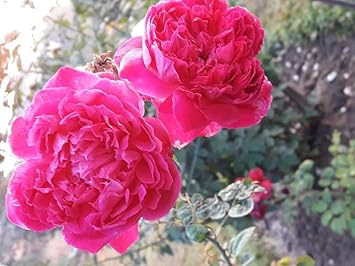 Flower Seeds, Seeds,Seeds For Planting,Plant Seeds