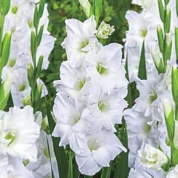 Flower Seeds, Seeds,Seeds For Planting,Plant Seeds