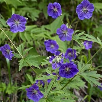 Flower Seeds, Seeds,Seeds For Planting,Plant Seeds