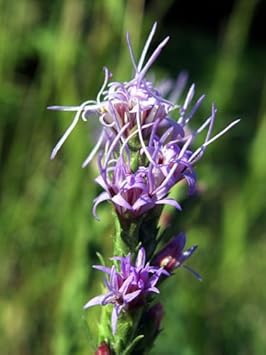 Purple Liatris Flower Seeds for Planting – Heirloom, Non-GMO, High Germination Bright Garden Seeds