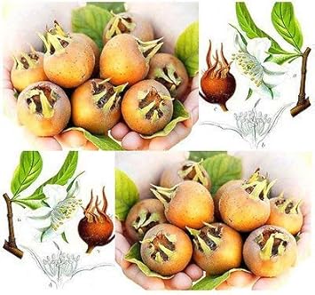 Flower Seeds, Seeds,Seeds For Planting,Plant Seeds
