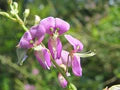 Pink Desmodium Flower Seeds for Planting – Heirloom, Non-GMO, High Germination Organic Garden Seeds