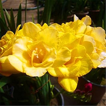 Yellow Freesias Flower Seeds for Planting – Heirloom, Non-GMO, High Germination Cut-Flower Favorite