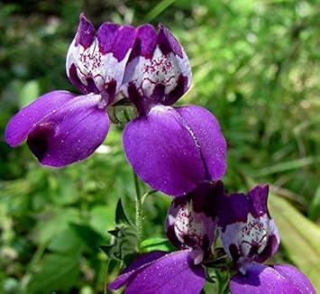 Flower Seeds, Seeds,Seeds For Planting,Plant Seeds