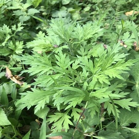 Artemisia Argyi Flower Seeds – Heirloom Non-GMO Cottage Garden Essential