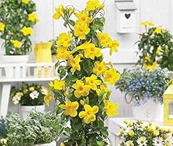 Flower Seeds, Seeds,Seeds For Planting,Plant Seeds