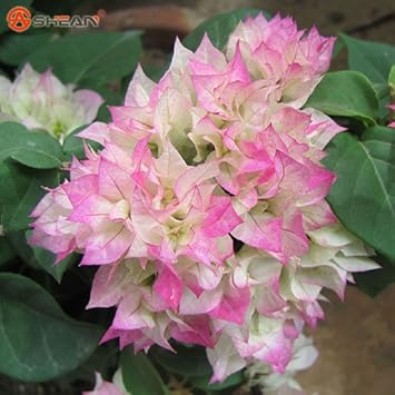 Flower Seeds, Seeds,Seeds For Planting,Plant Seeds