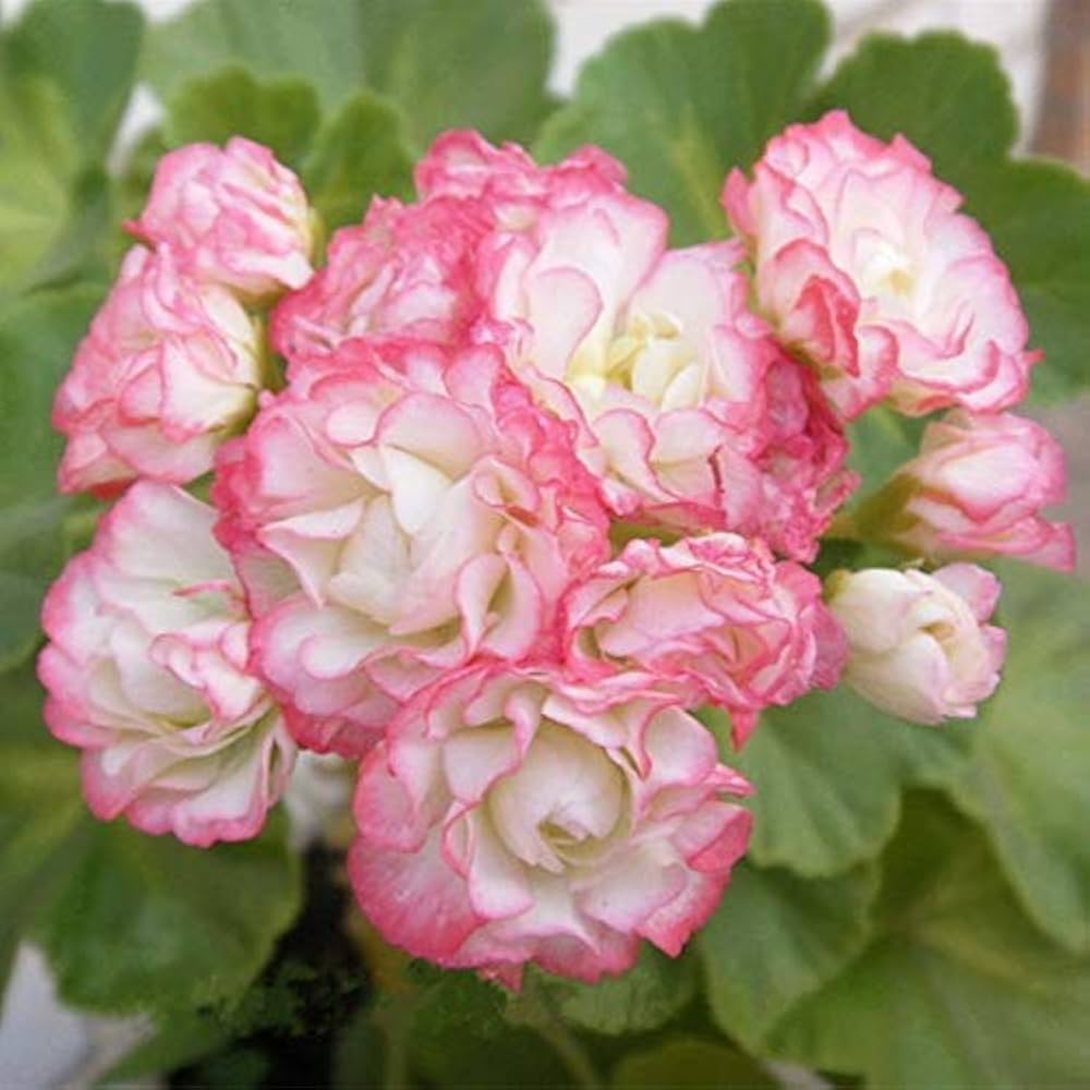 Geranium Apple Blossom Light Pink Flower Seeds for Planting – Heirloom, Non-GMO, High Germination Organic Garden Seeds