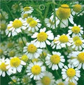 White Cinerariifolium Flower Seeds for Planting – Heirloom, Non-GMO, High Germination Organic Garden Seeds