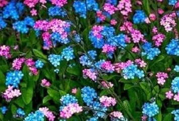 Flower Seeds, Seeds,Seeds For Planting,Plant Seeds