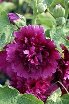 Flower Seeds, Seeds,Seeds For Planting,Plant Seeds