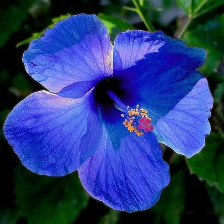 Blue Hibiscus Flower Seeds for Planting – Heirloom, Non-GMO Wildflower Mix with High Germination
