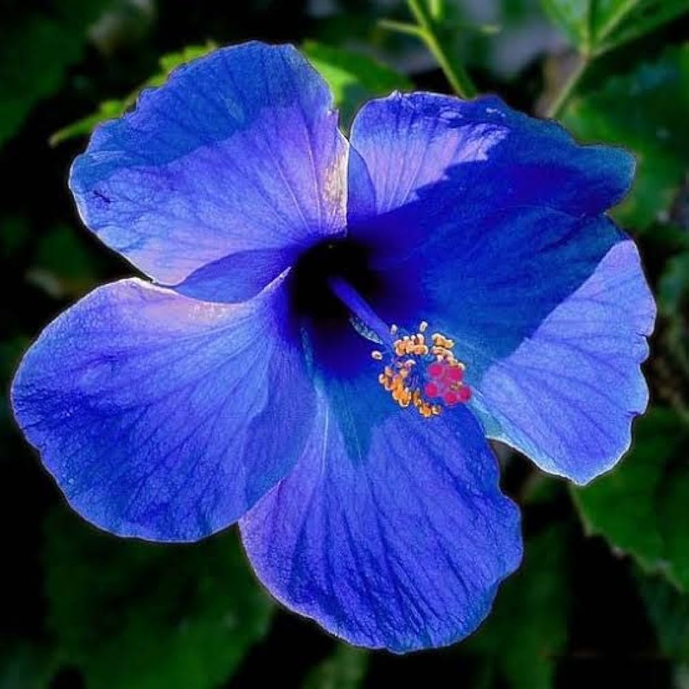 Blue Hibiscus Flower seeds for Planting – Bright Blossoms, Heirloom, Non-GMO, High Germination Seeds