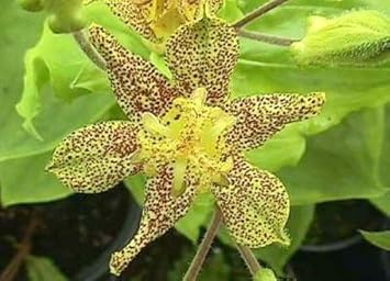 Green Brown Tricyrtis Flower Seeds for Planting – Heirloom, Non-GMO, High Germination Garden Seeds