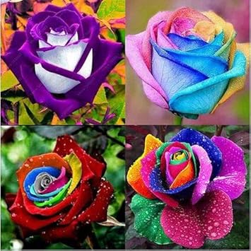 Flower Seeds, Seeds,Seeds For Planting,Plant Seeds