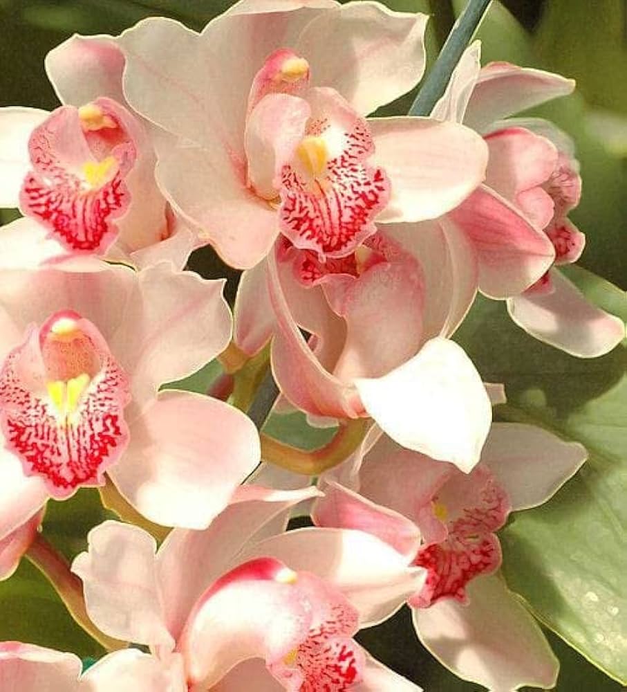 Pale Pink Orchid Flower Seeds for Planting – Heirloom, Non-GMO, Wildflower Mix High Germination Seeds